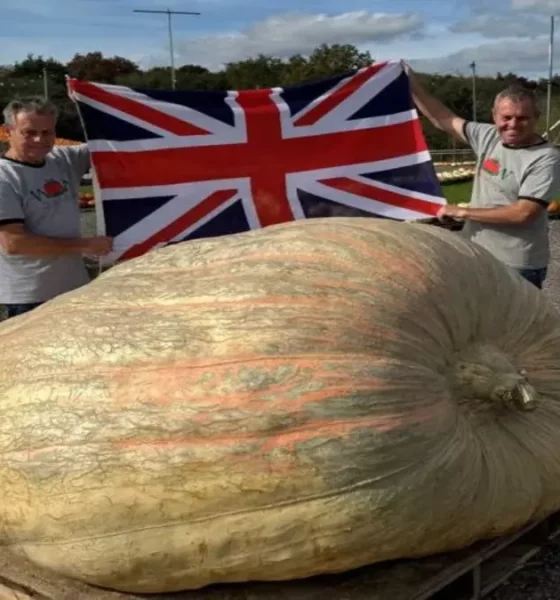 citrouille géante